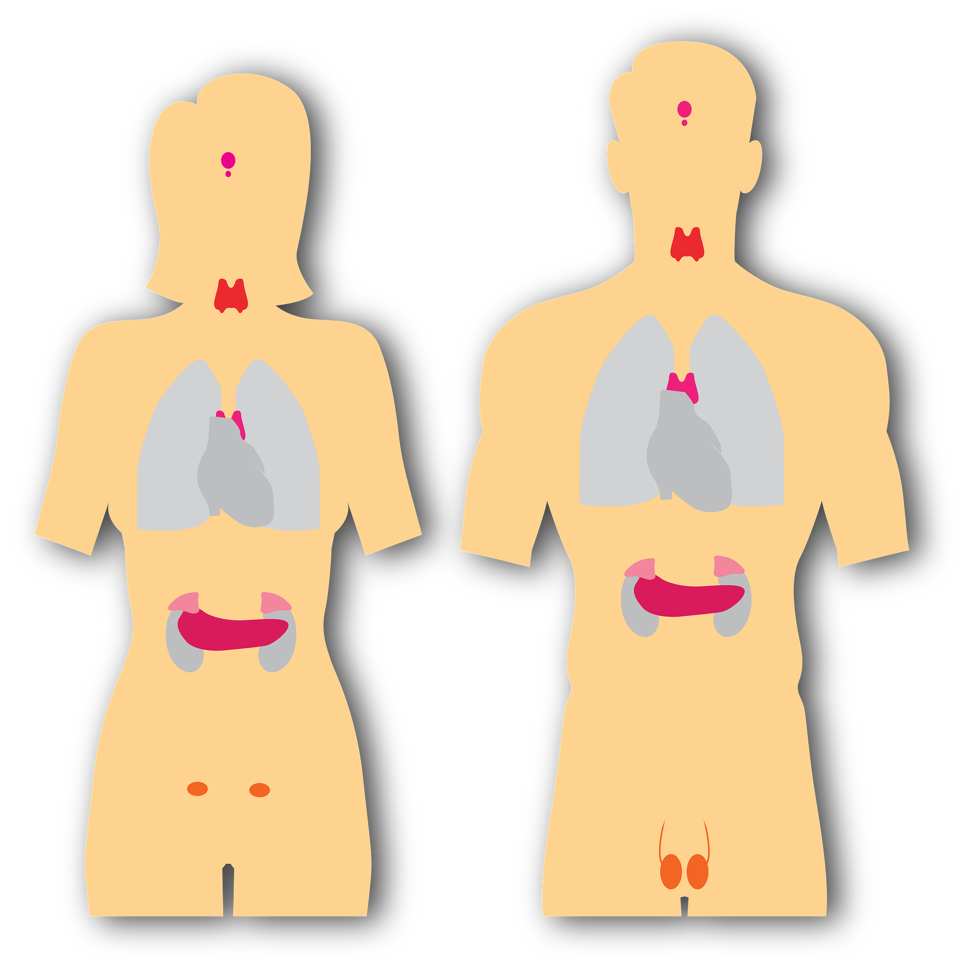 Endocrine system