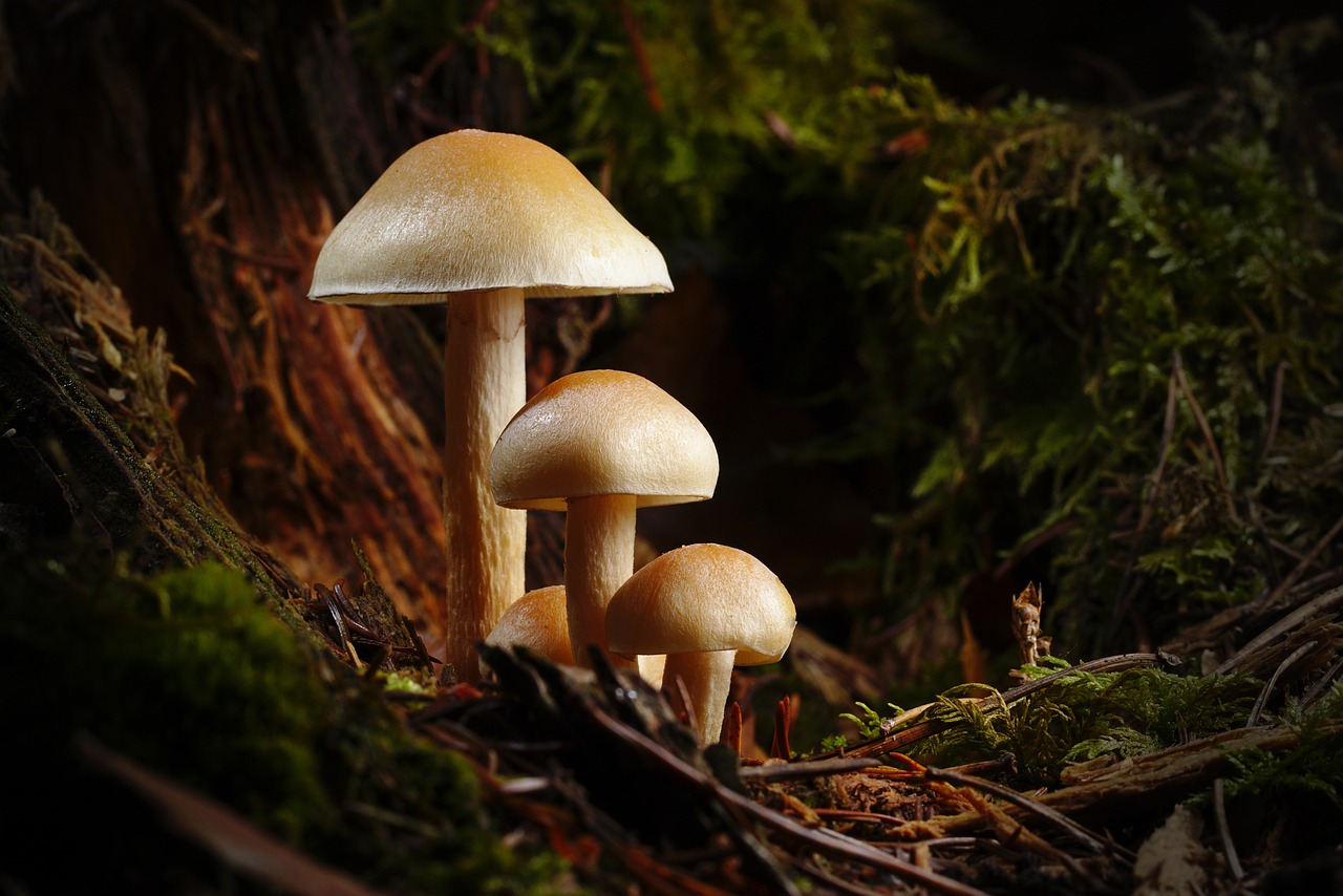 mushroom, mushrooms, fall-3886466.jpg