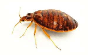 bedbug