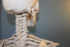 skeleton