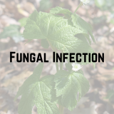 fungal infection