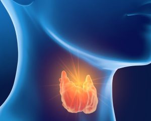 thyroid gland